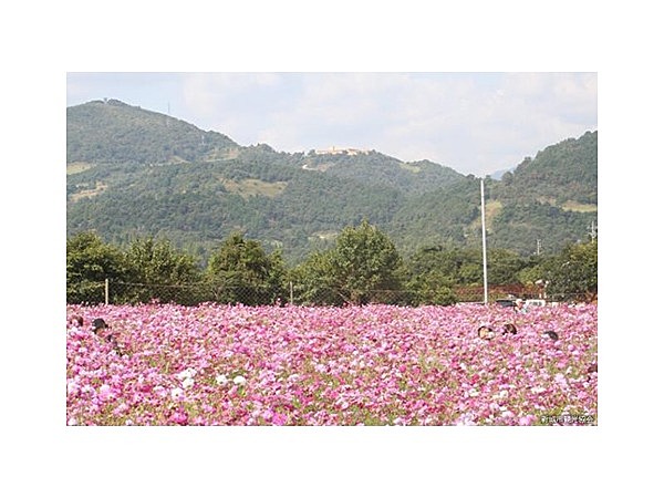 コスモスの小径