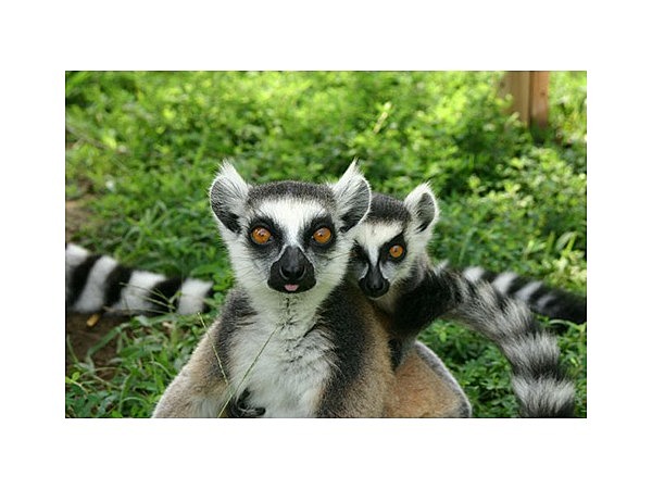 日本モンキーパーク世界サル類動物園