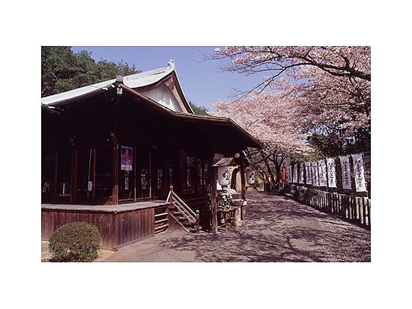 善光寺山公園の桜