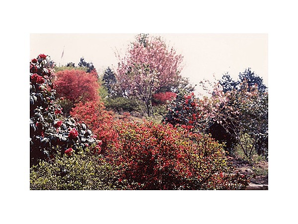 彦左公園の花木