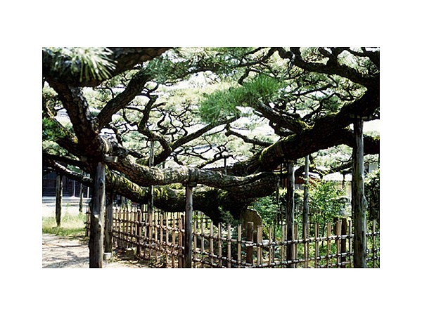 永安寺の雲竜の松