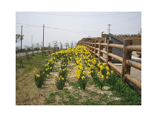 水仙（三ヶ根山スカイライン）