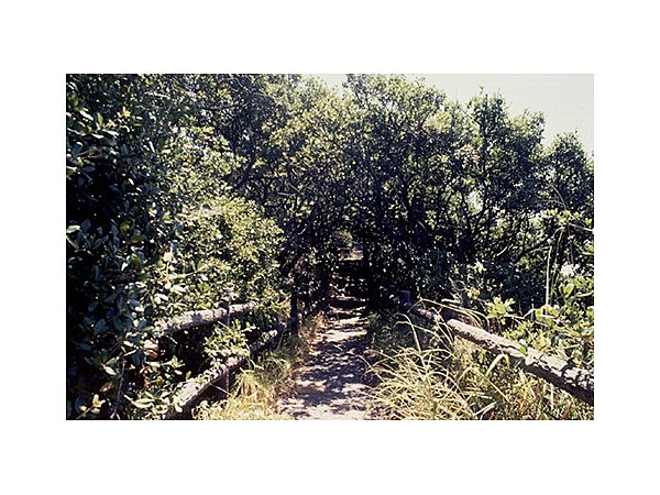 羽豆神社の社叢