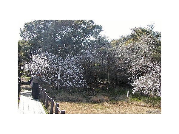 黒河湿地植物群落