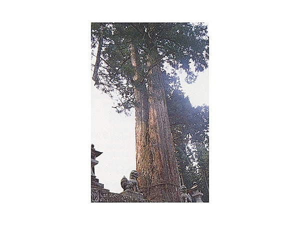 須佐之男神社の綾杉