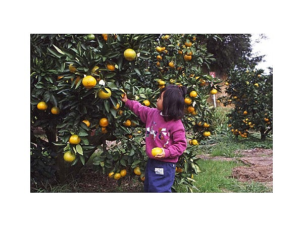 内海みかん狩り園