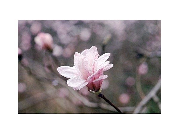 伊川津のシデコブシ