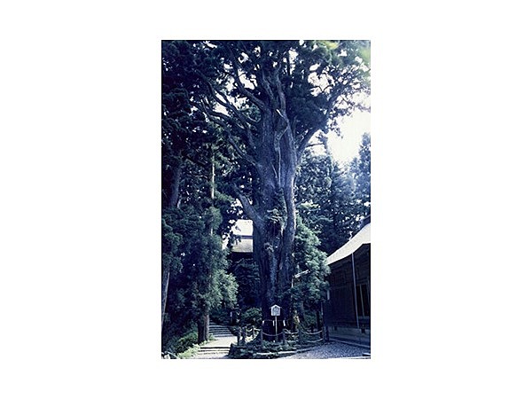 砥鹿神社奥宮（本宮山）の社叢