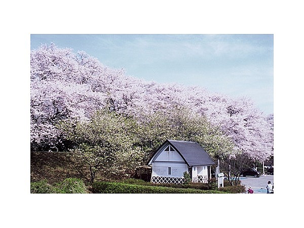 黄金堤の桜