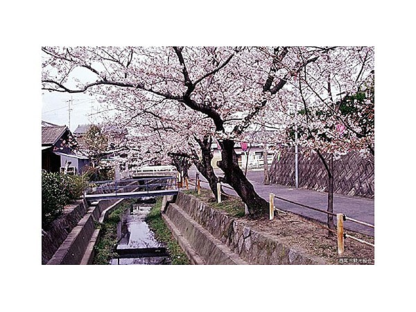 二ノ沢川の桜