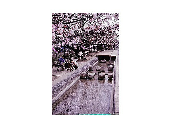 みどり川の桜