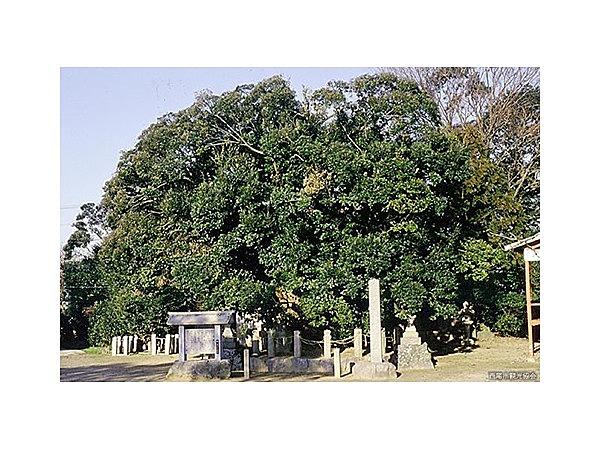 神明社の大シイ