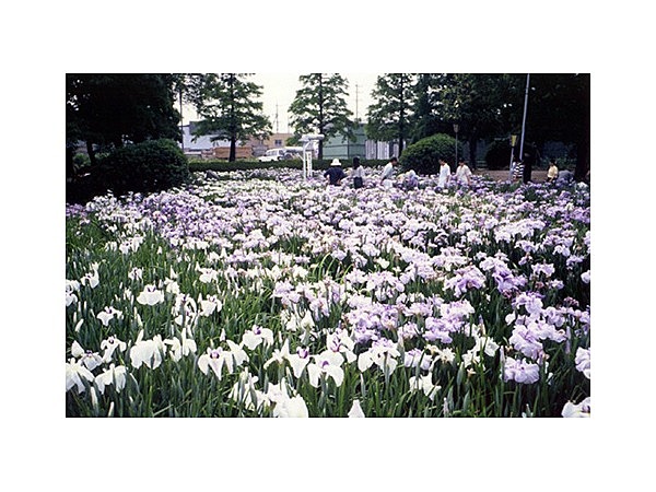 油ケ渕遊園地花しょうぶ園