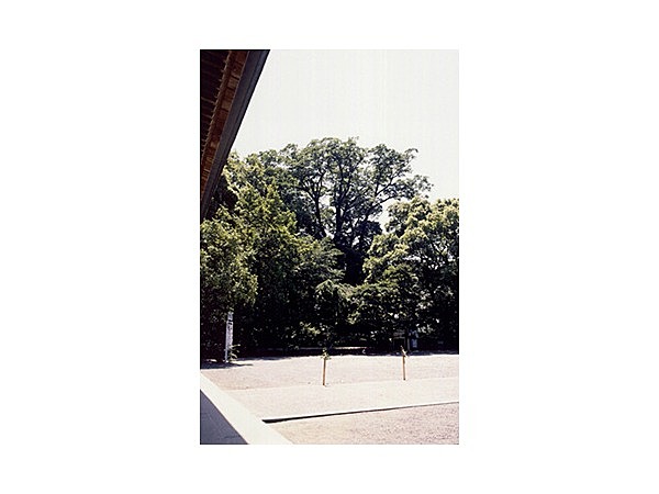 砥鹿神社のケヤキ