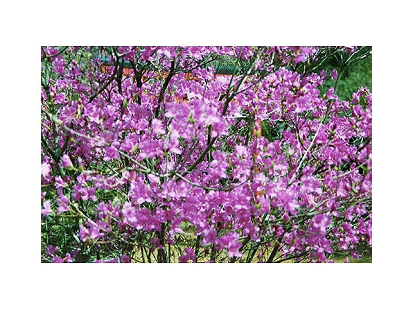 冨士神社のコバノミツバツツジ