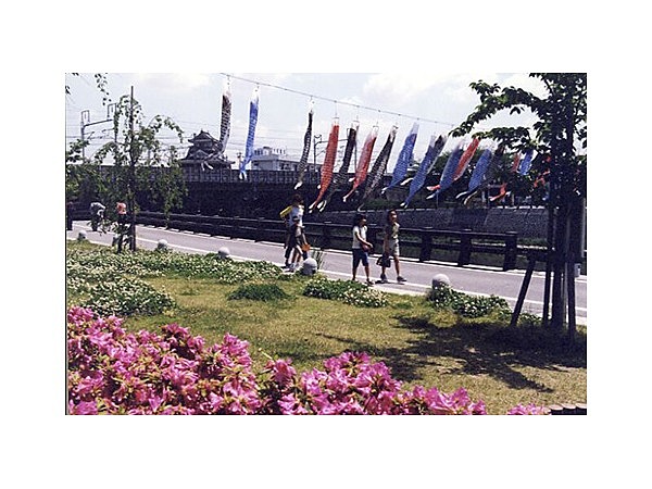 清洲公園のツツジ