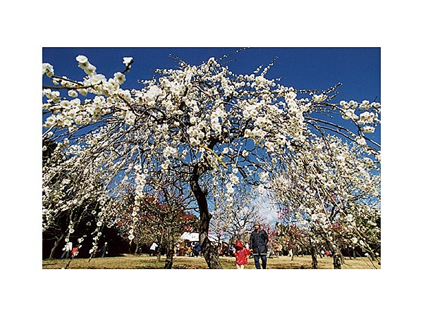 向山緑地公園の梅