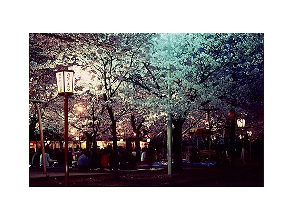 向山緑地公園の桜