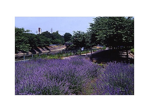 荒子川公園ガーデンプラザのラベンダー