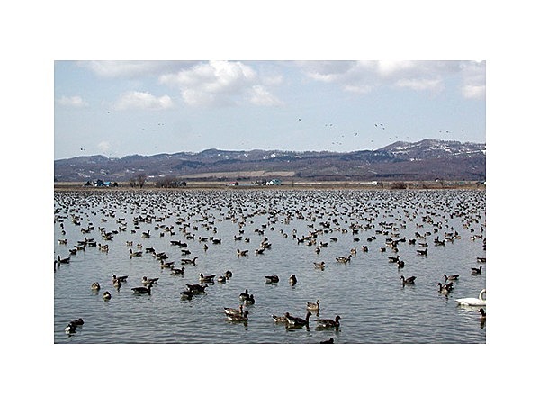 宮島沼のマガン