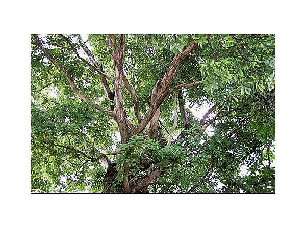 福田寺のイヌグス