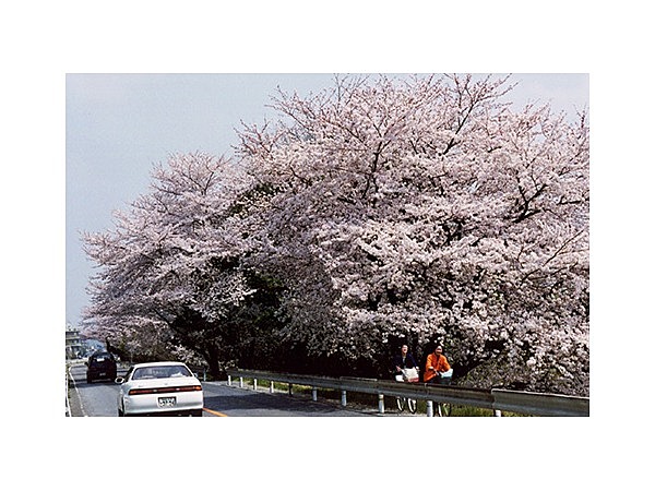 木曽川堤の桜