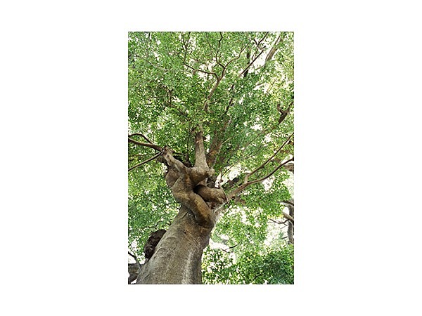 榎前のクロガネモチ