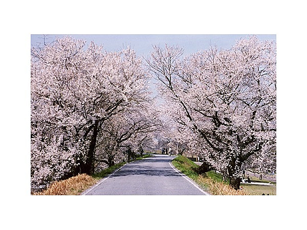木曽川堤(桜)