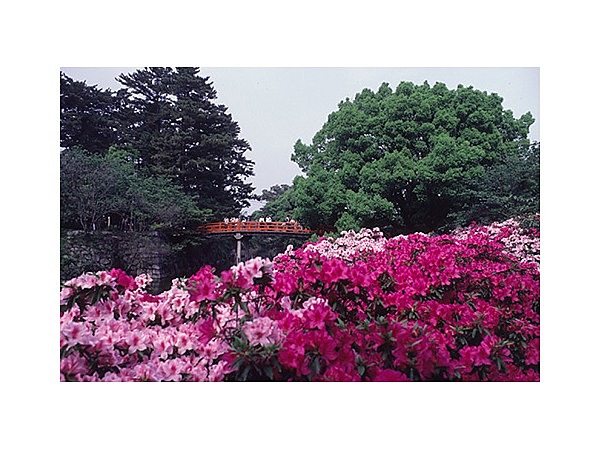 岡崎公園のサツキ,ツツジ