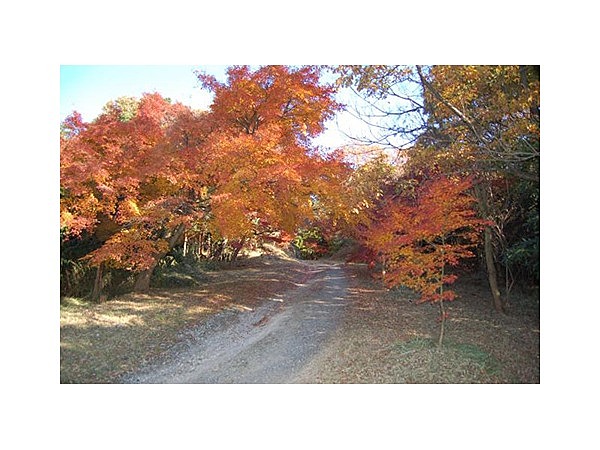 美浜オレンジラインハイキングコース