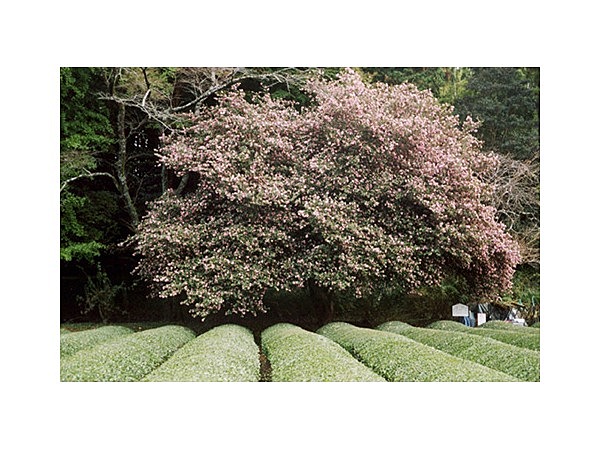 サザンカの大木