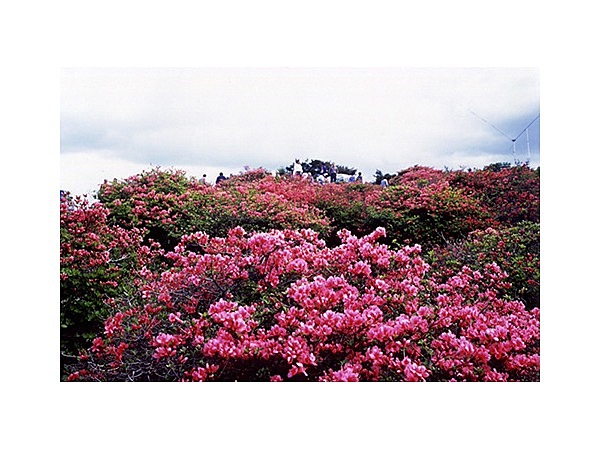 階上岳のツツジ