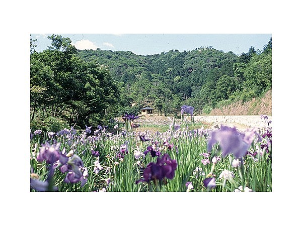 創造の森横山のショウブ