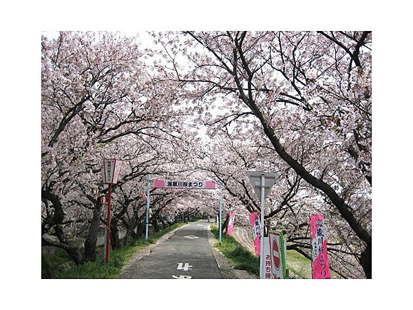 海蔵川の桜並木