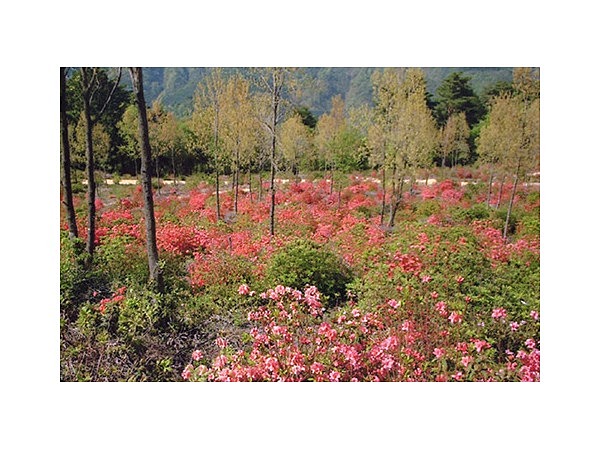 原生ツツジの丘「富士見ヶ原」