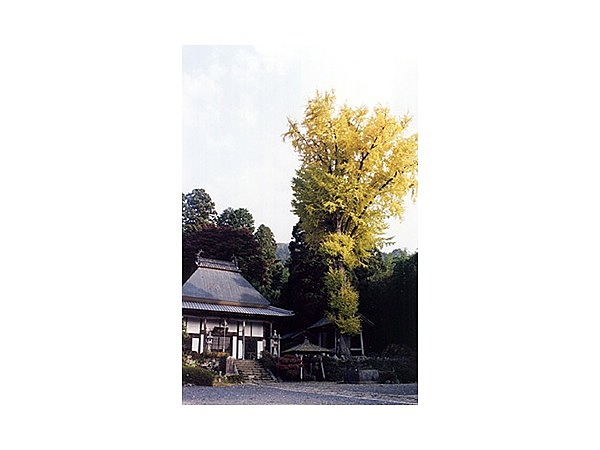 オハツキイチョウ