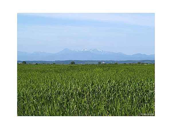 仏沼干拓地のオオセッカ