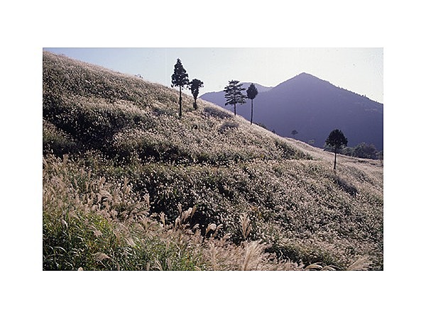 川口の神宮御萱場