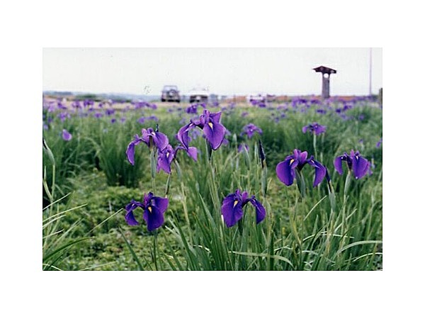 斎宮のハナショウブ群落