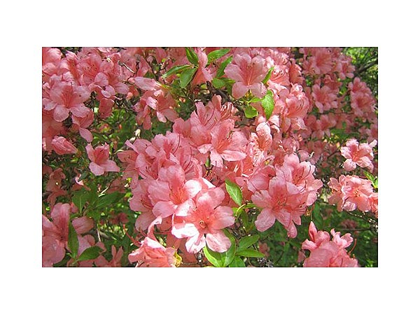 荒滝不動尊のツツジ