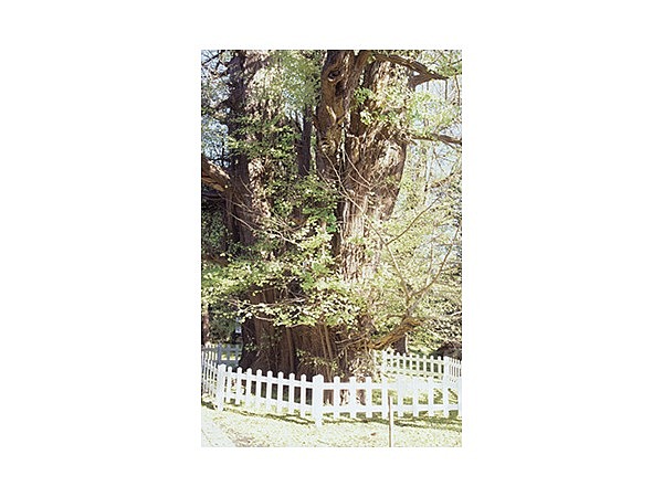 長寿日本一の根岸の大いちょう