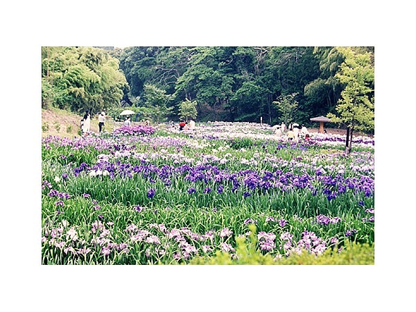 亀山公園の菖蒲園