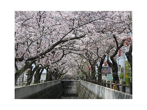 十四川の桜並木