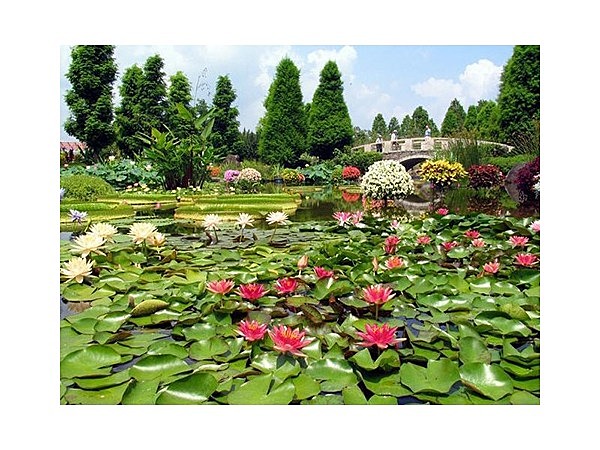 水生植物公園みずの森