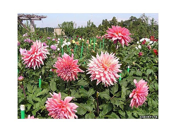 花の郷日野ダリア園