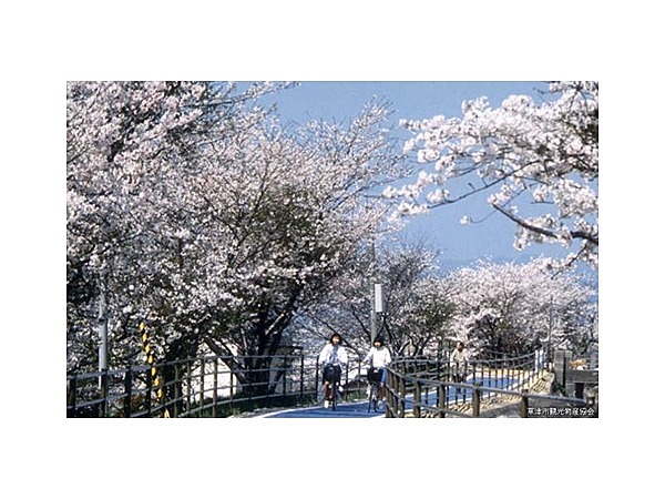草津川跡地の桜