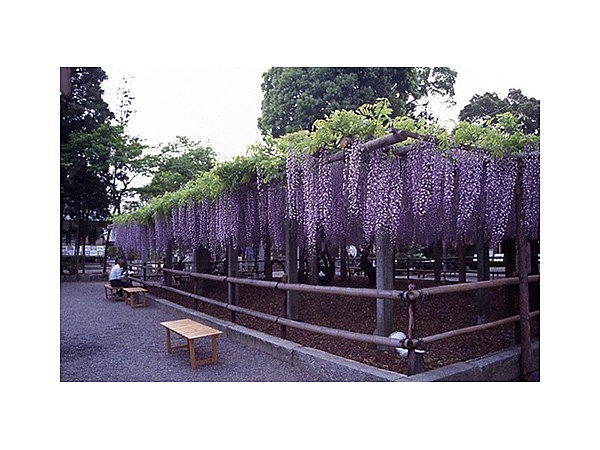 三大神社の砂擦りの藤