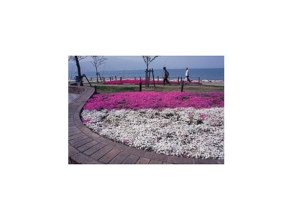 なぎさ公園のシバザクラ