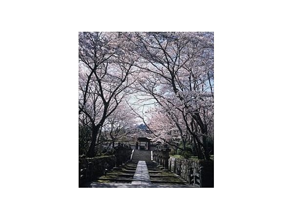 三井寺の桜