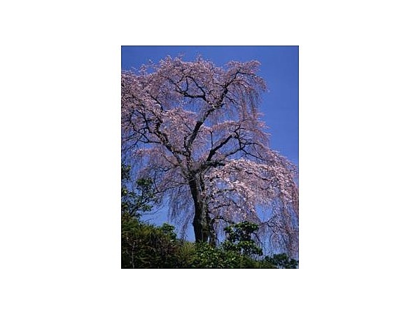 太閤桜